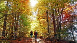 Fall Hikes Near Atlanta and Northeast Georgia